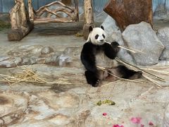 -海南热带野生动植物园