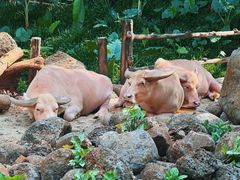 -海南热带野生动植物园