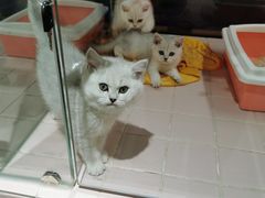 -FAELING PETS美天灵宠物(富力广场店)