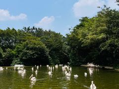 -广州长隆飞鸟乐园