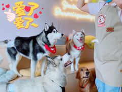 -Husky Go! 哈士奇体验馆·宠物咖啡厅狗咖