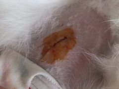 -纳吉亚猫专科动物诊疗中心(蒋宅口分院)