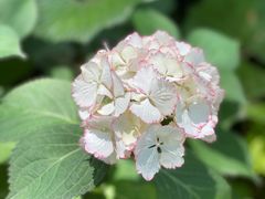 -上海滨江森林公园