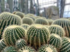 -南山植物园