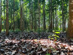 -中国科学院西双版纳热带植物园