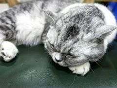 -猫小院猫主题餐厅(南锣旗舰店)
