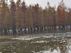 -白鹭湾湿地公园