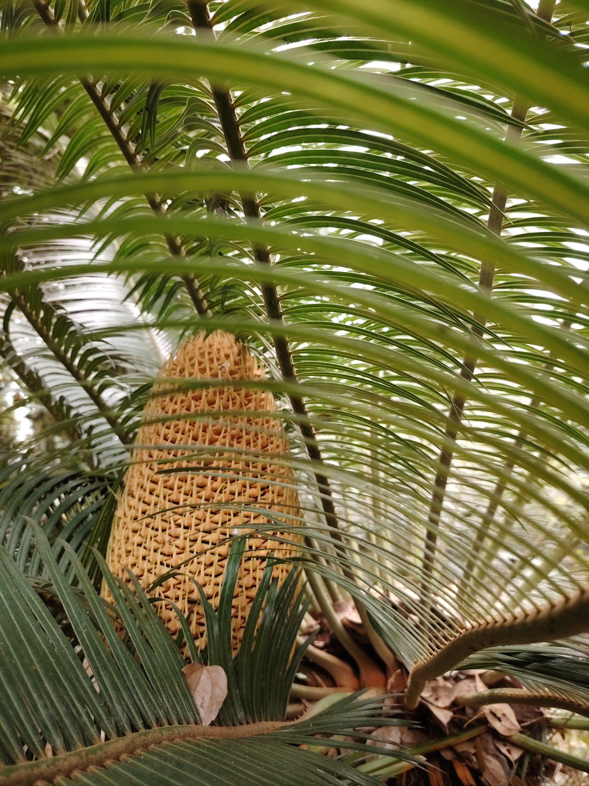 铁树,学名苏铁,是一种古老的植物,被称为