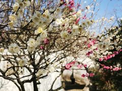 -苏州上方山国家森林公园