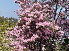 -梧桐山风景名胜区