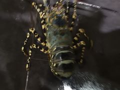 -海盗餐厅