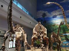 -自贡恐龙博物馆