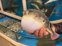 -天正河鲀·河豚亭(大连店)