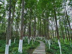 -桤木河湿地公园