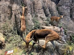 -陕西自然博物馆