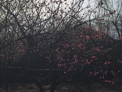 -白水寺森林公园