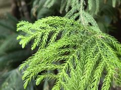 -呀路古热带植物园