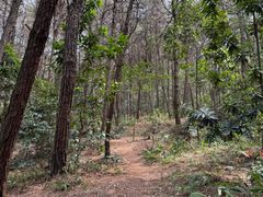 -铁山坪森林公园