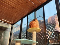 -MOCHA明星猫咖(田子坊店)