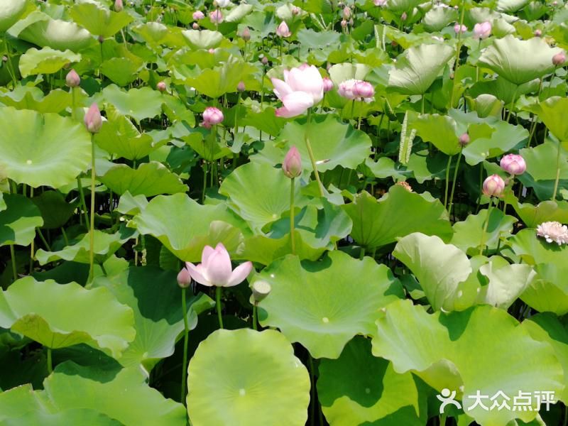 之前的存货，华为p10手机拍照片的效果真不错啊