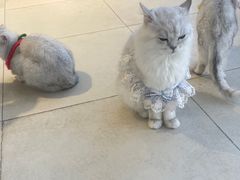 -怪兽屋·羊驼·猫咖·狗咖(俊华广场店)