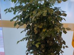 -泰古龙抓龙筋·spa按摩(浦东店)