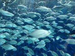 -上海海洋水族馆
