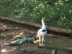 -栾川竹海野生动物园