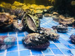 海参炖鲍鱼-德胜轩正宗顺德菜(宝安沙井会展中心店)