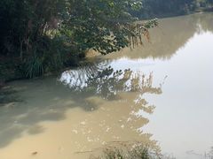 -中国扬子鳄村
