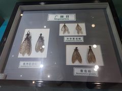-上海昆虫博物馆