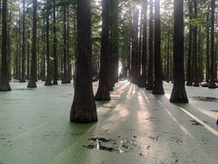 -渌洋湖湿地公园
