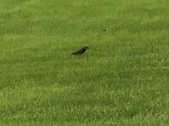 -重庆市江北嘴中央商务区中央公园