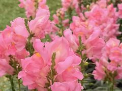 -深圳仙湖植物园