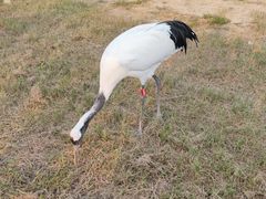 -盐城丹顶鹤湿地生态旅游区