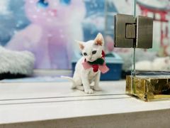 -糯米喵星人总部直营旗舰店·猫舍·幼猫出售