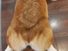 -柯斗斗主题餐厅·狗咖·围炉煮茶·茶饮(国瑞升平里店)