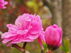 -海棠花溪(元大都城垣遗址公园)