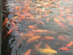 -西湖外事游船(花港观鱼码头)