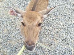 -鹿境梅花鹿生态园区