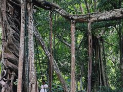 -中国科学院西双版纳热带植物园