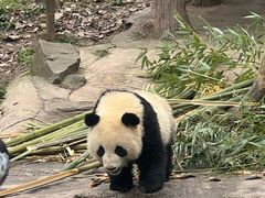 -都江堰中华大熊猫苑