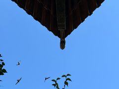 -善化寺