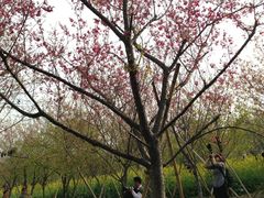 -天适樱花悠乐园
