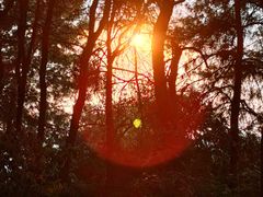 -铁山坪森林公园