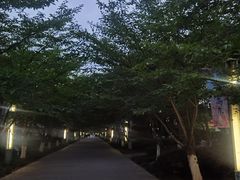 -高东镇樱花园