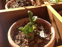 -长颈鹿咖啡(大学路店)