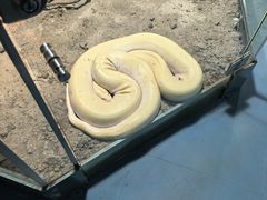 -上海大自然野生昆虫馆(东方明珠·爬宠昆虫探索中心)