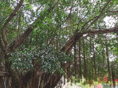 -草庵摩尼教遗址公园