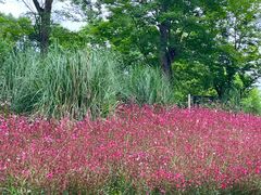 -白鹭湾湿地公园